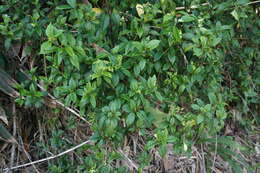Image of Hydrangea chinensis Maxim.