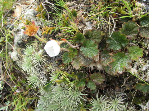 Image of Geum uniflorum J. Buch.