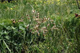 Image of Hesperis tristis L.