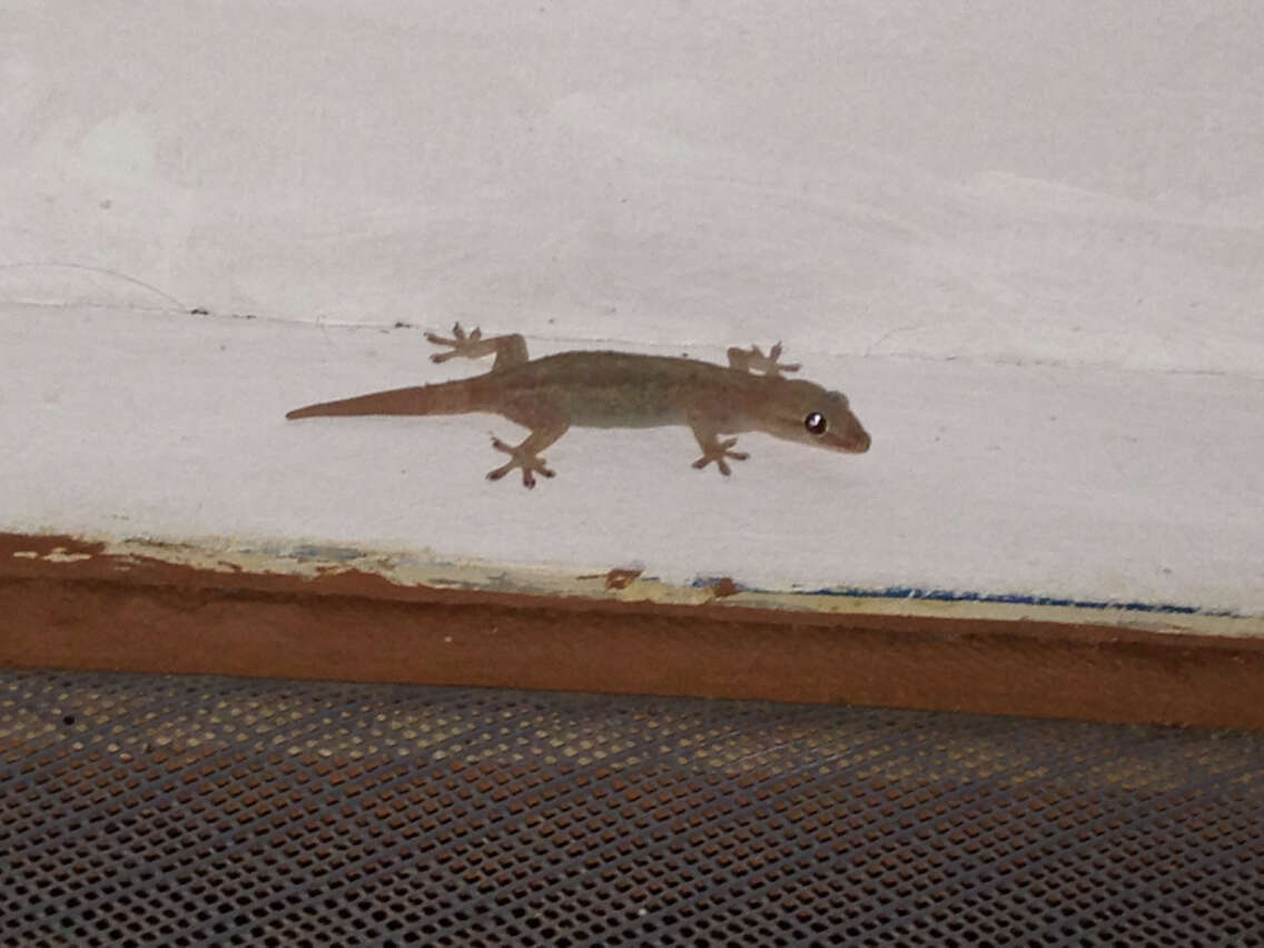 Image of Common House Gecko