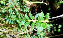 Image of Andean blueberry