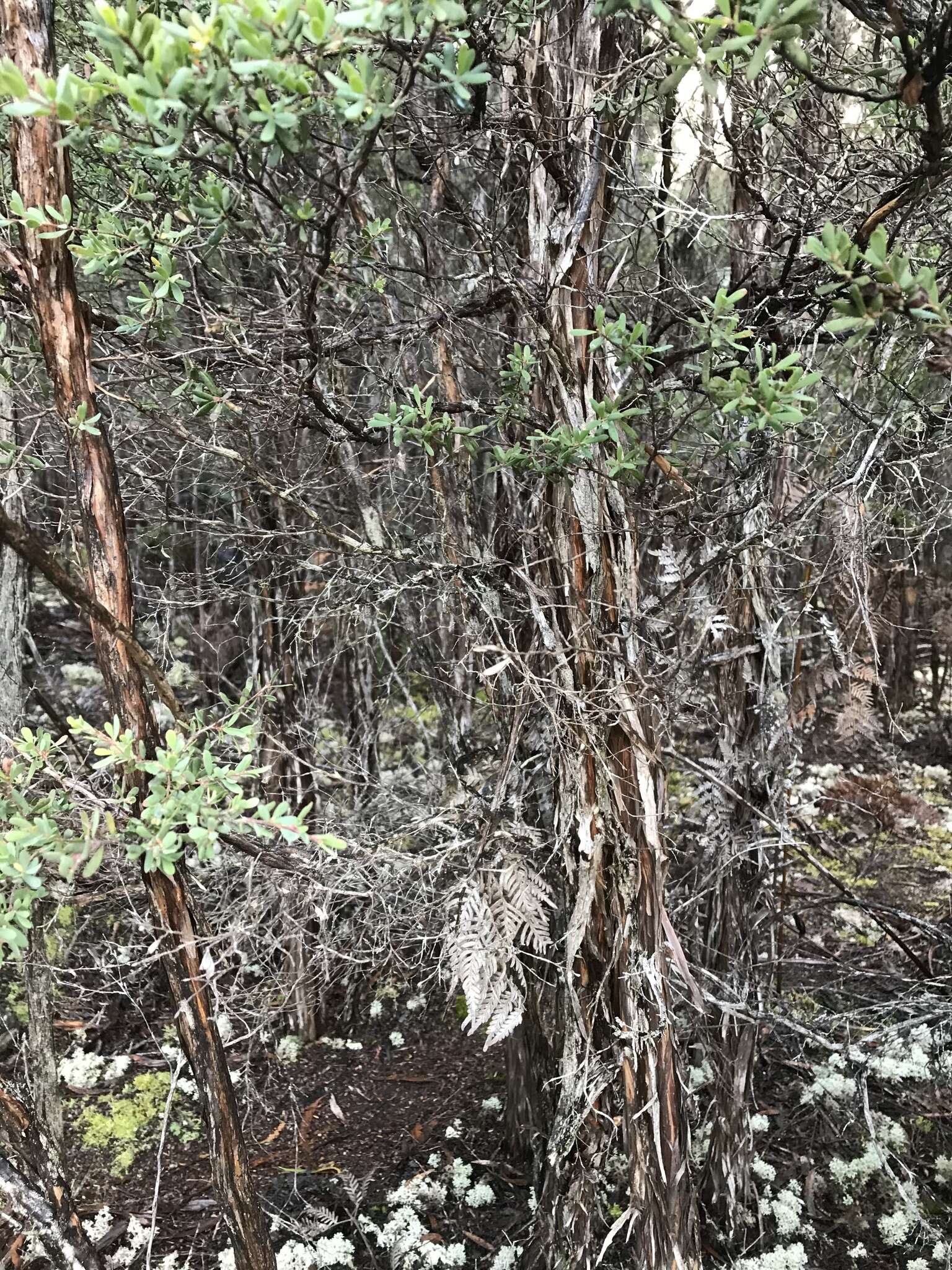 Sivun Leptospermum glaucescens S. Schauer kuva