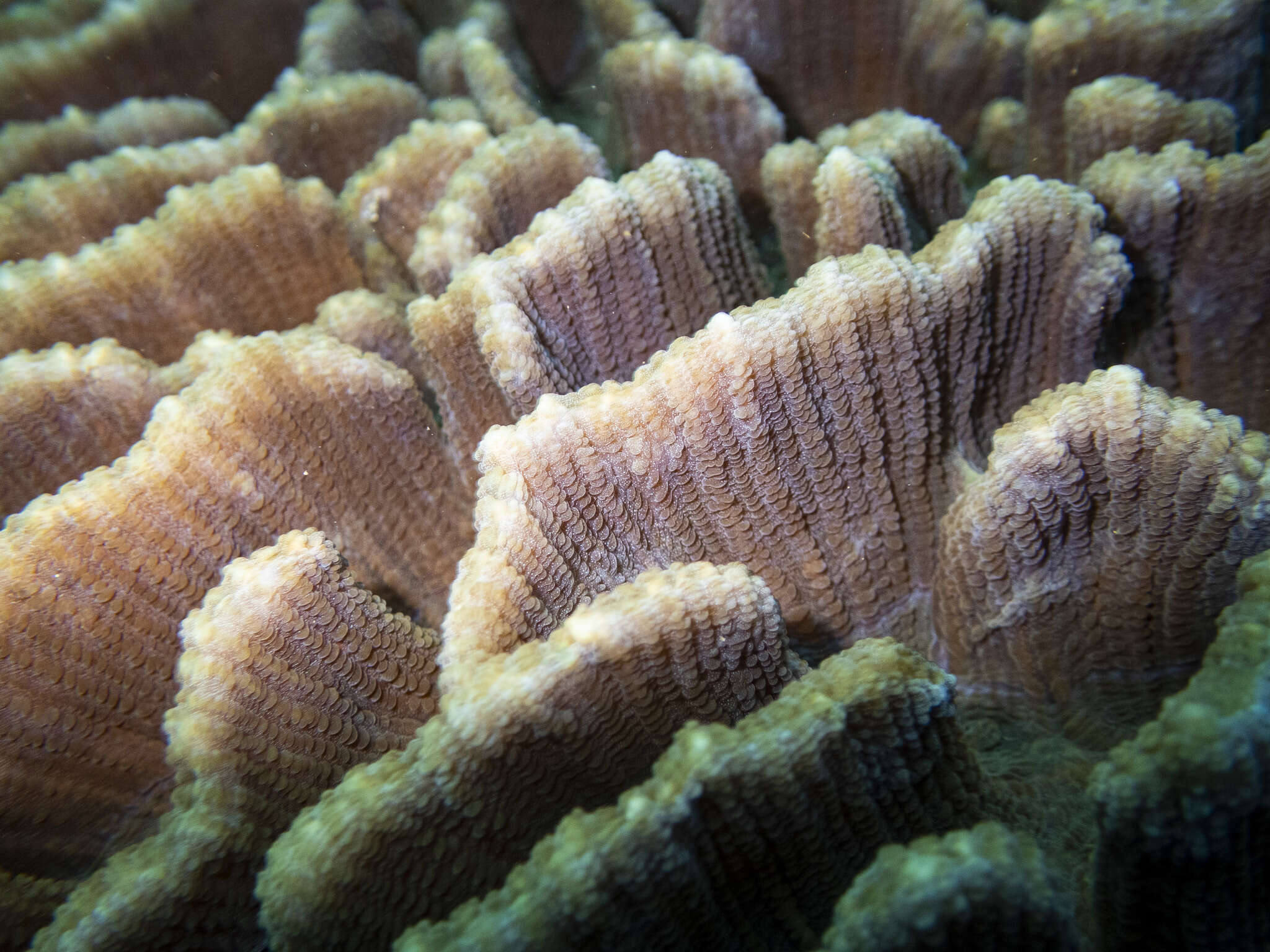 Image of Common lettuce coral