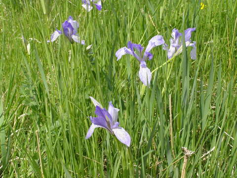 Image of Iris biglumis Vahl