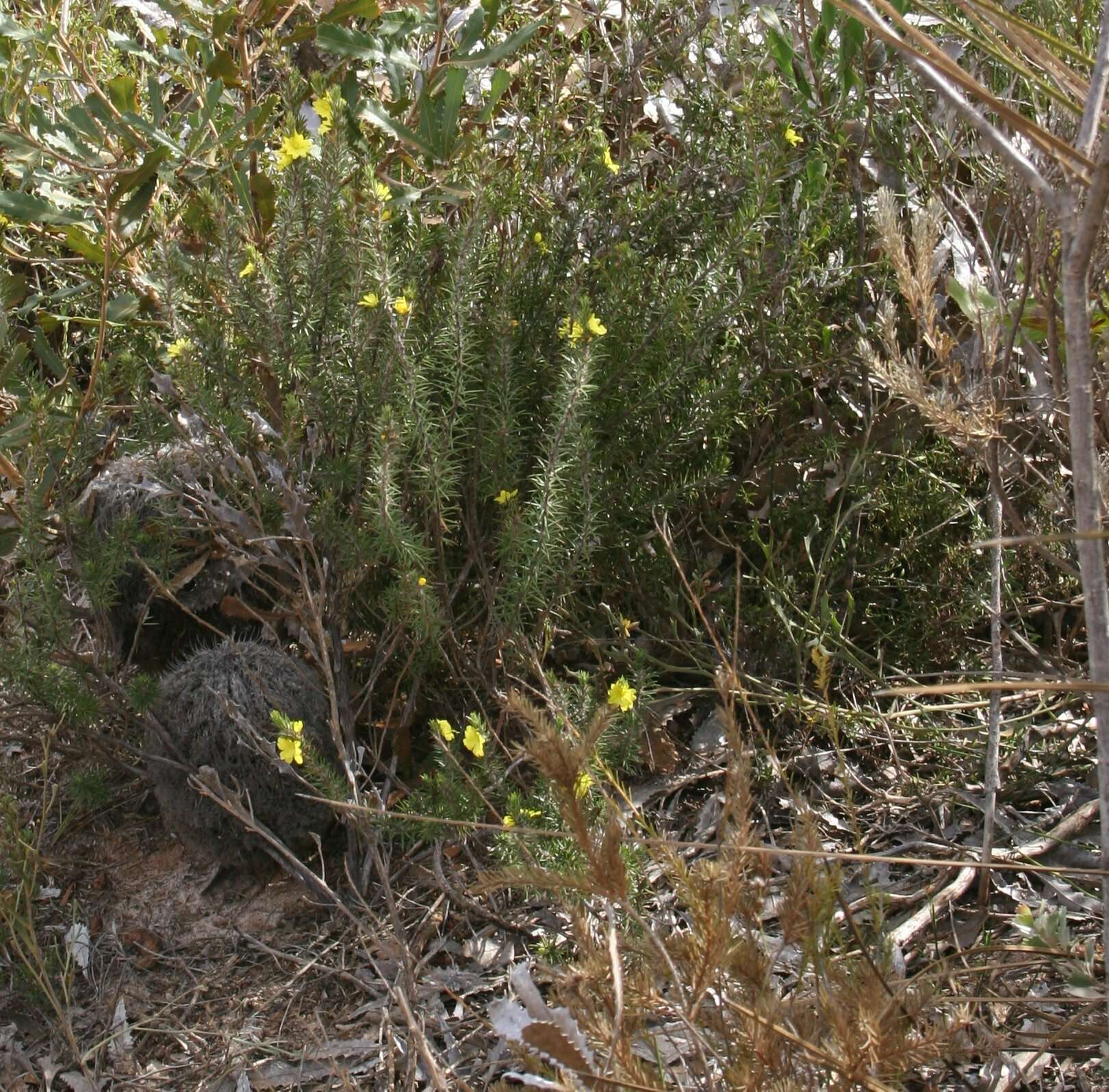 Image of Hibbertia mucronata (Turcz.) Benth.