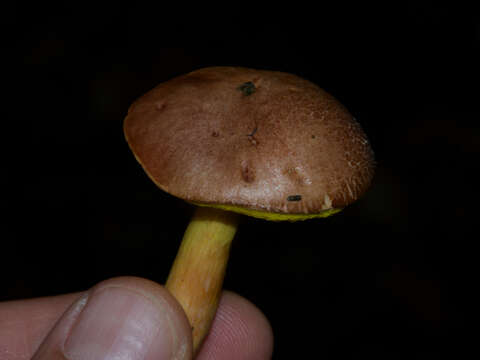 Image of Aureoboletus gentilis (Quél.) Pouzar 1957