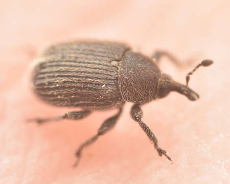 Image of Weevil