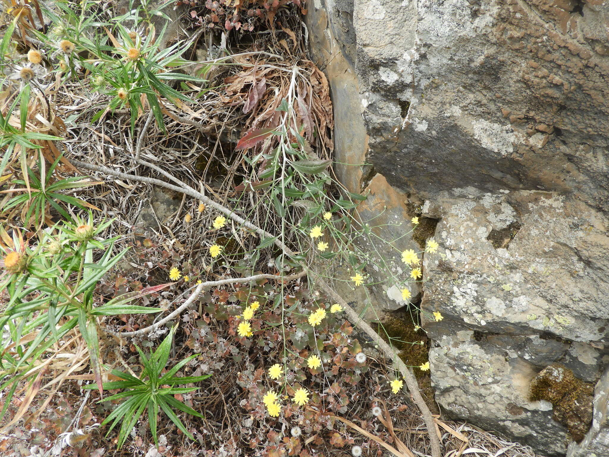 Imagem de Tolpis lagopoda C. Sm. ex Link