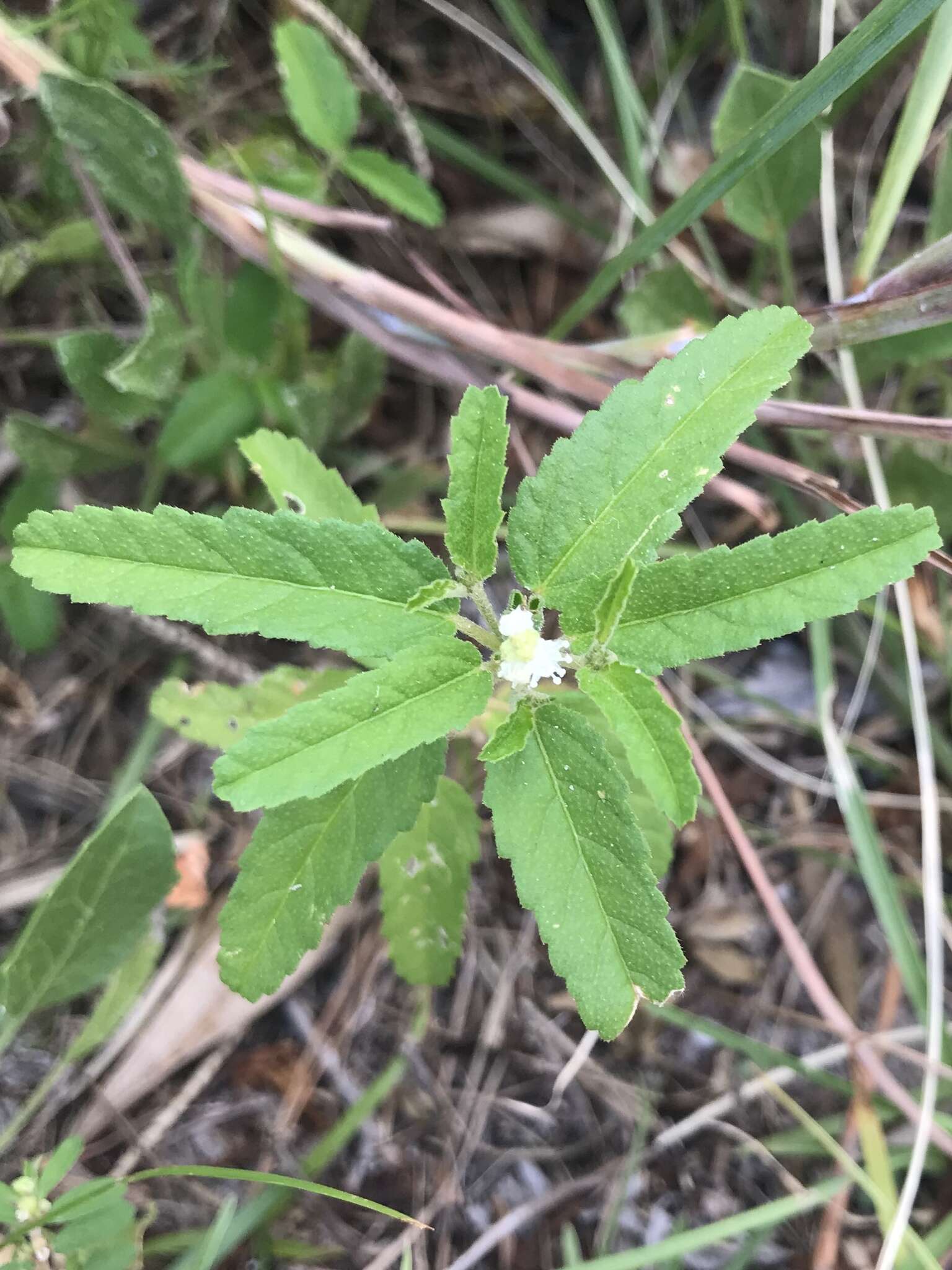 Plancia ëd Croton glandulosus var. septentrionalis Müll. Arg.