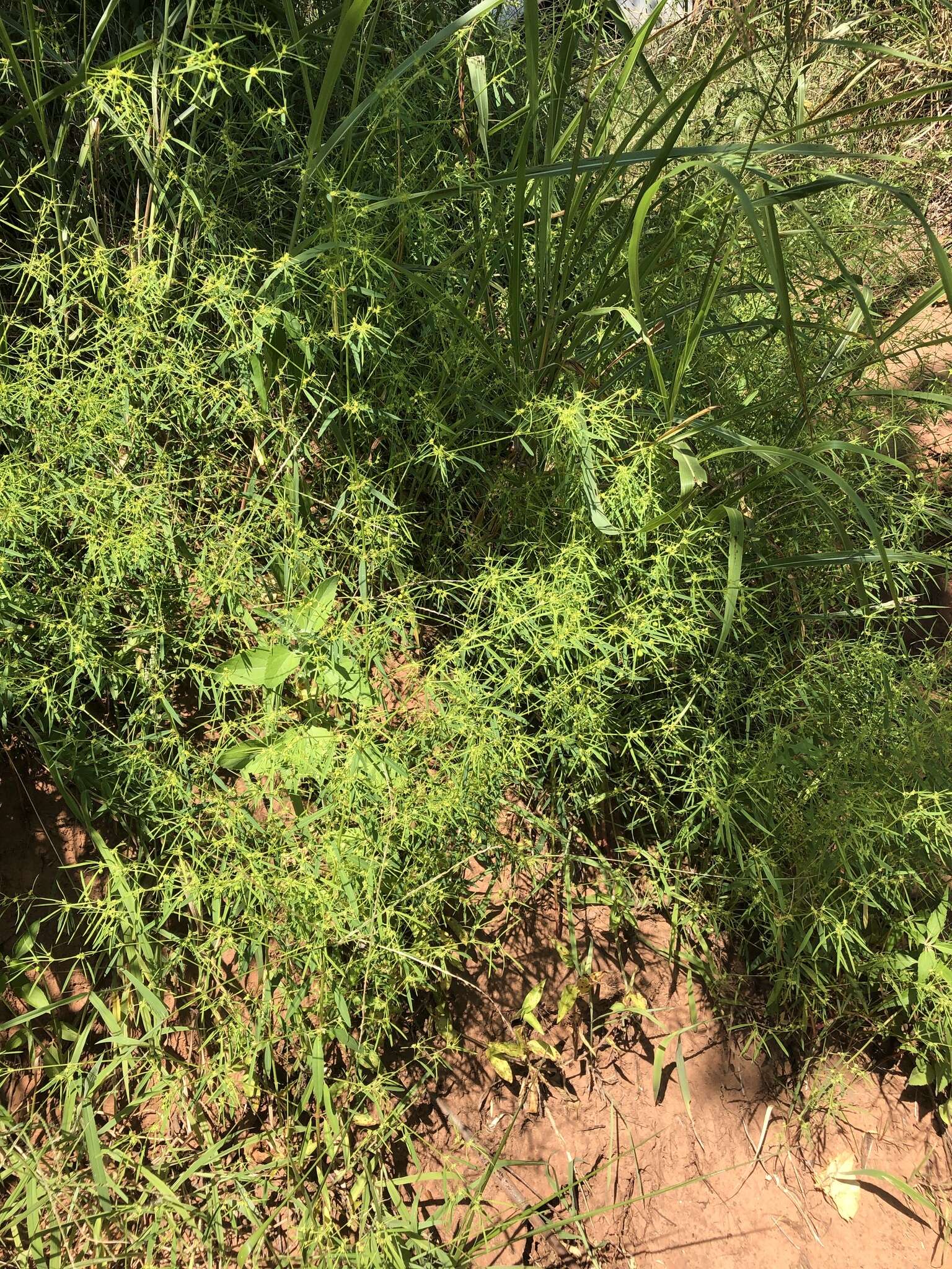 Image of sixangle spurge