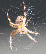 Image of Garden spider