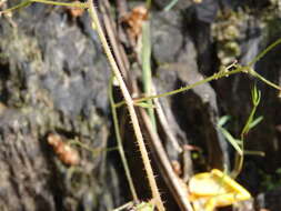 Plancia ëd Micranthes clusii subsp. lepismigena (Planellas) Gornall