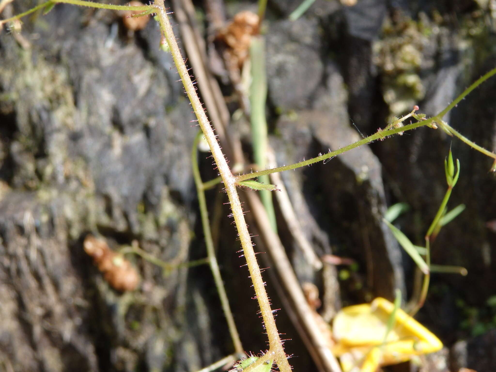 Plancia ëd Micranthes clusii subsp. lepismigena (Planellas) Gornall