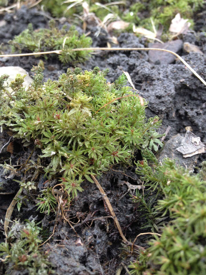 Image of atrichum moss