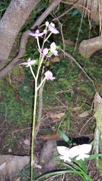 Image of Cynorkis purpurea (Thouars) Kraenzl.