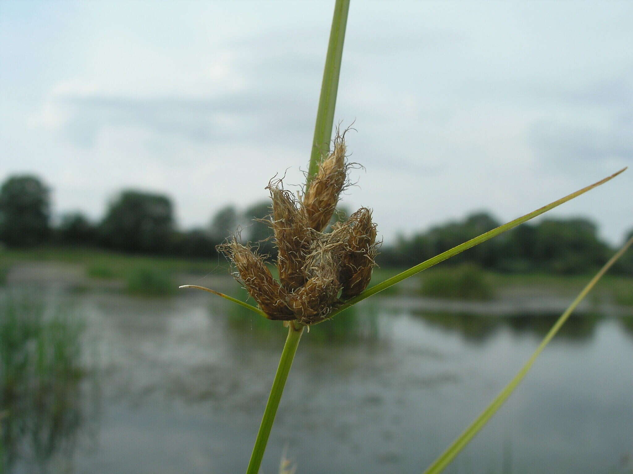 Imagem de Bolboschoenus planiculmis (F. Schmidt) T. V. Egorova