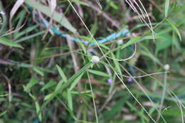 Image of White-Head Spike Sedge