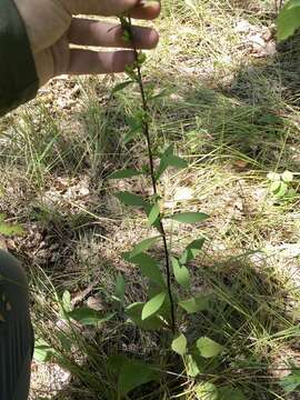 Image of shadowy goldenrod