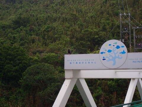 Image of Crested Myna