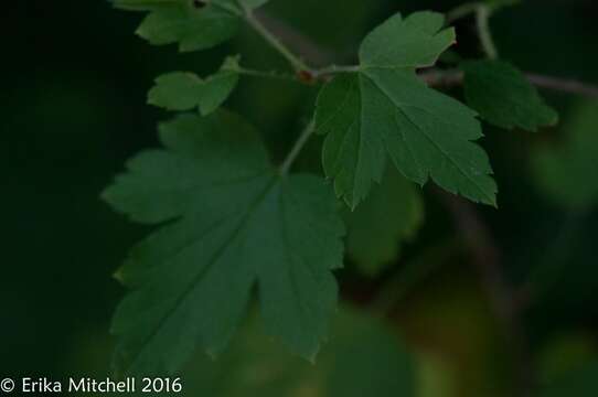 Image of eastern prickly gooseberry