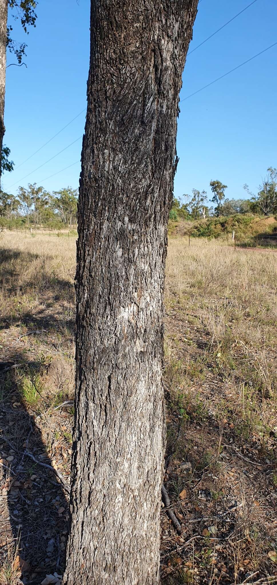 Image of Eucalyptus populnea F. Müll.