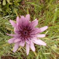 Image de Tragopogon porrifolius subsp. eriospermus (Ten.) Greuter