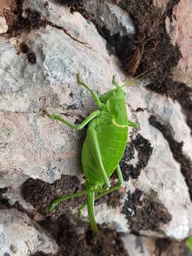 Image of large saw-tailed bush-cricket