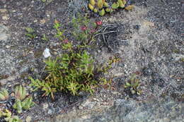 Image of Lampranthus pauciflorus (L. Bol.) N. E. Br.