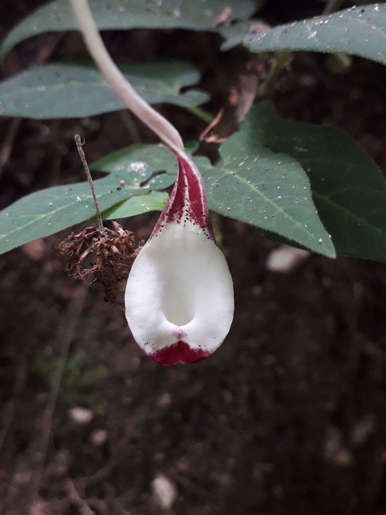 Image of Aristolochia nelsonii Eastwood