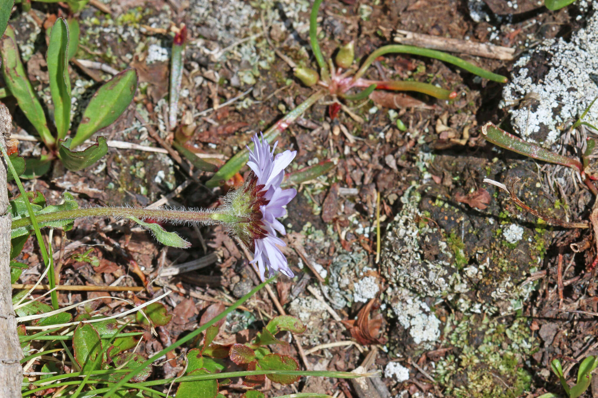 Image of largeflower fleabane