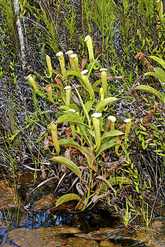 Image of Nepenthes tenax C. Clarke & R. Kruger