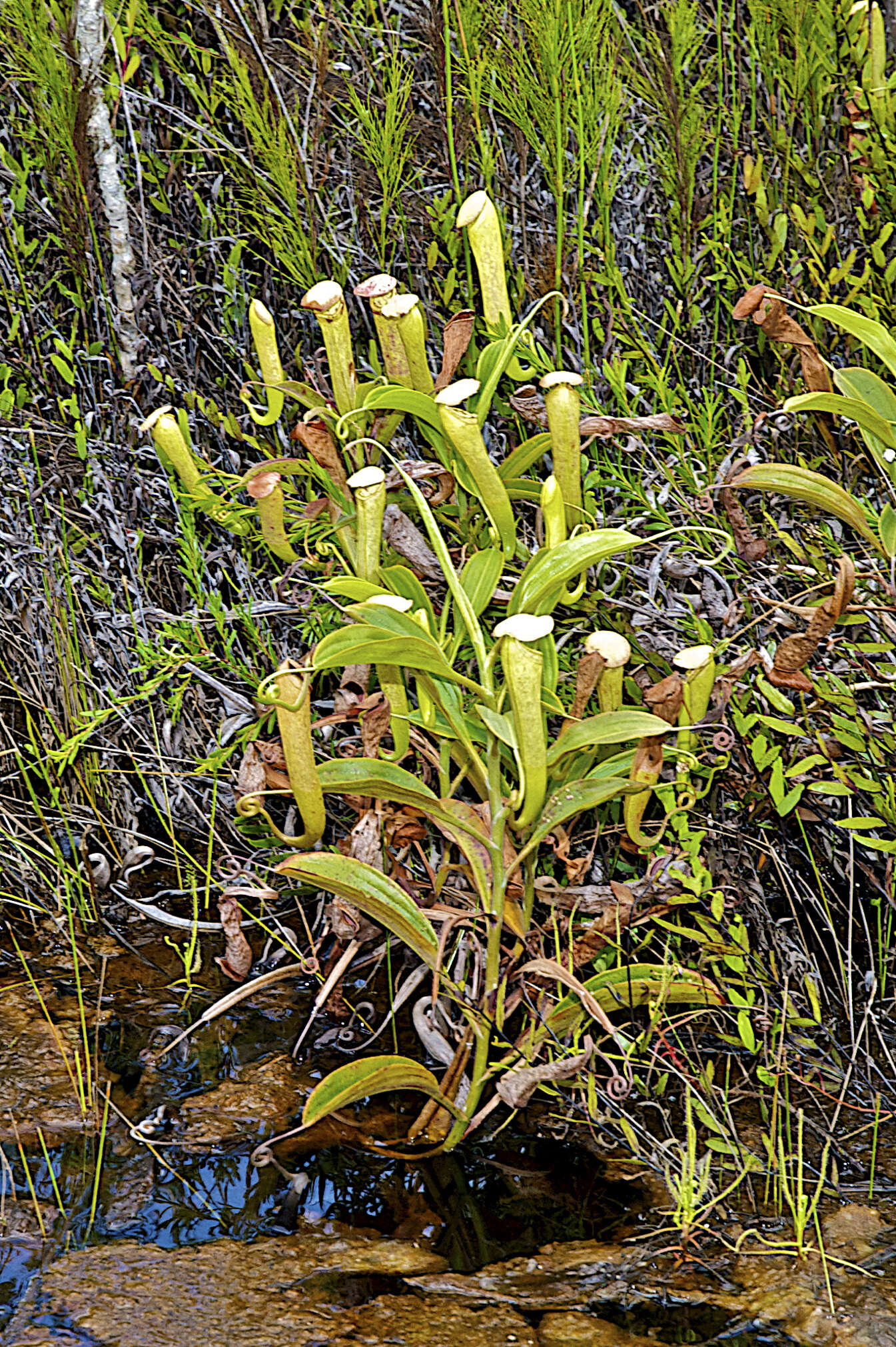 Image of Nepenthes tenax C. Clarke & R. Kruger