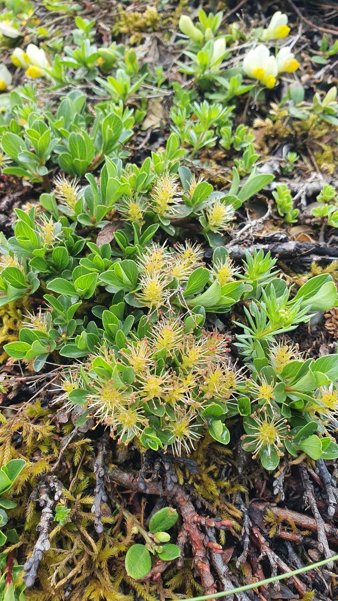 Image of Blunt-leaved Willow