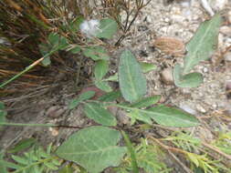 Image of Lichtensteinia obscura (Spreng.) Koso-Pol.