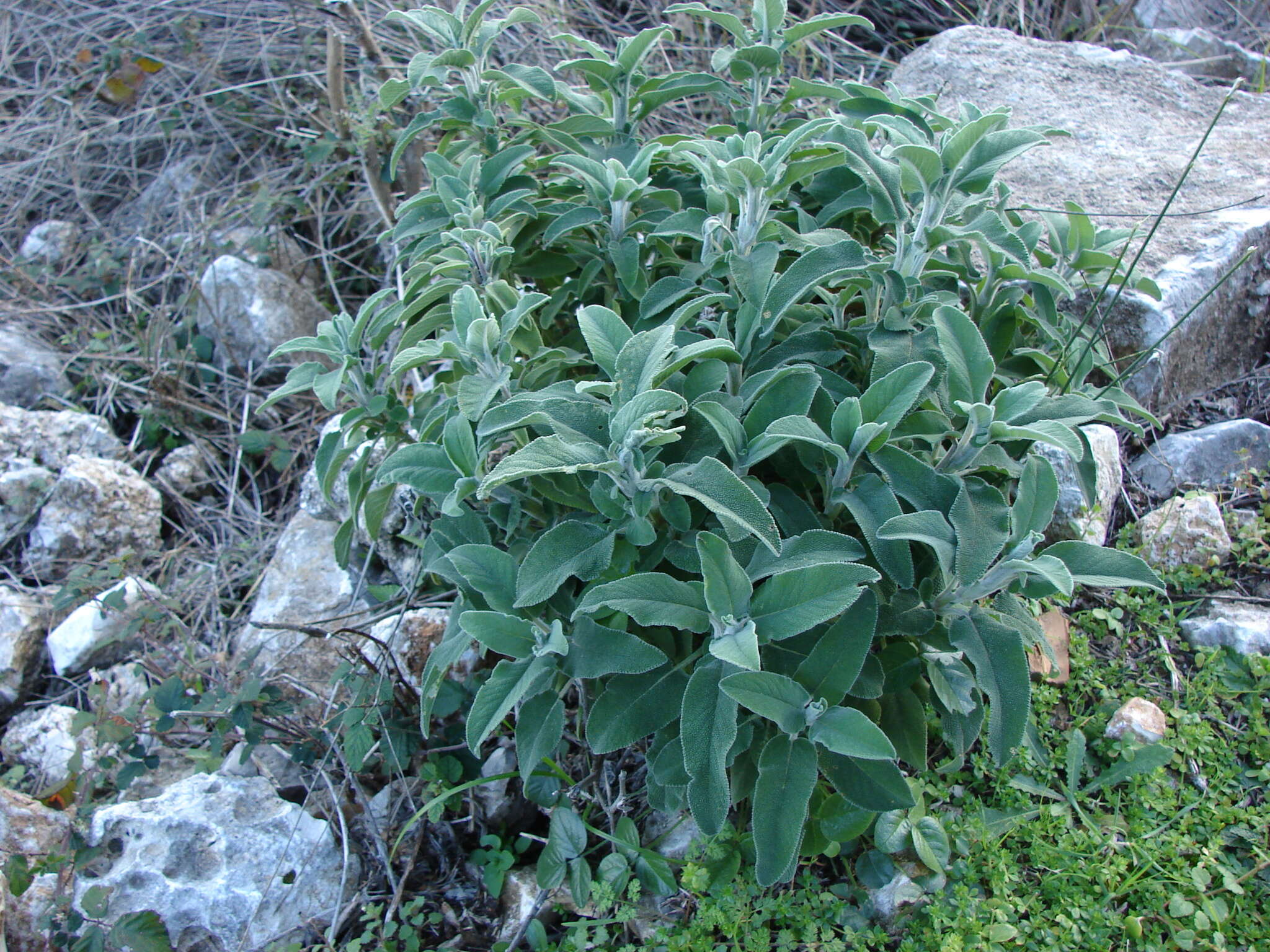 Imagem de Salvia officinalis L.