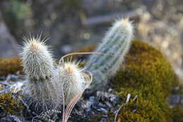 Image de <i>Echinocereus chaletii</i> W. Rischer