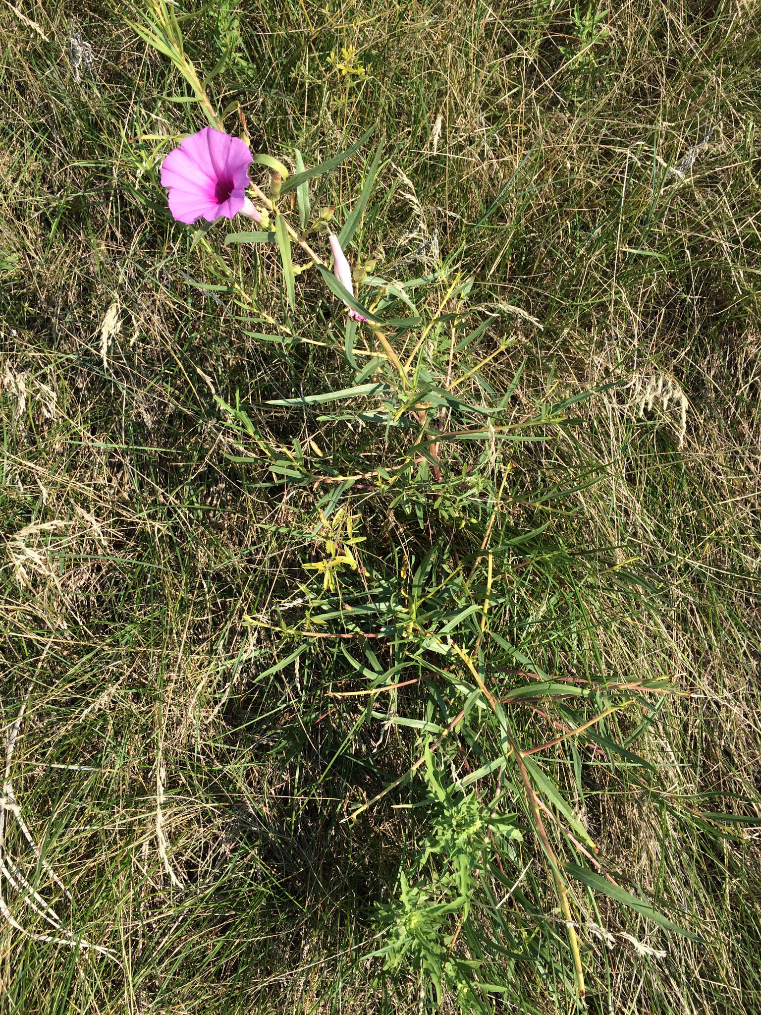 Ipomoea leptophylla Torr.的圖片