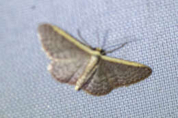 Image of Idaea costaria Walker 1863