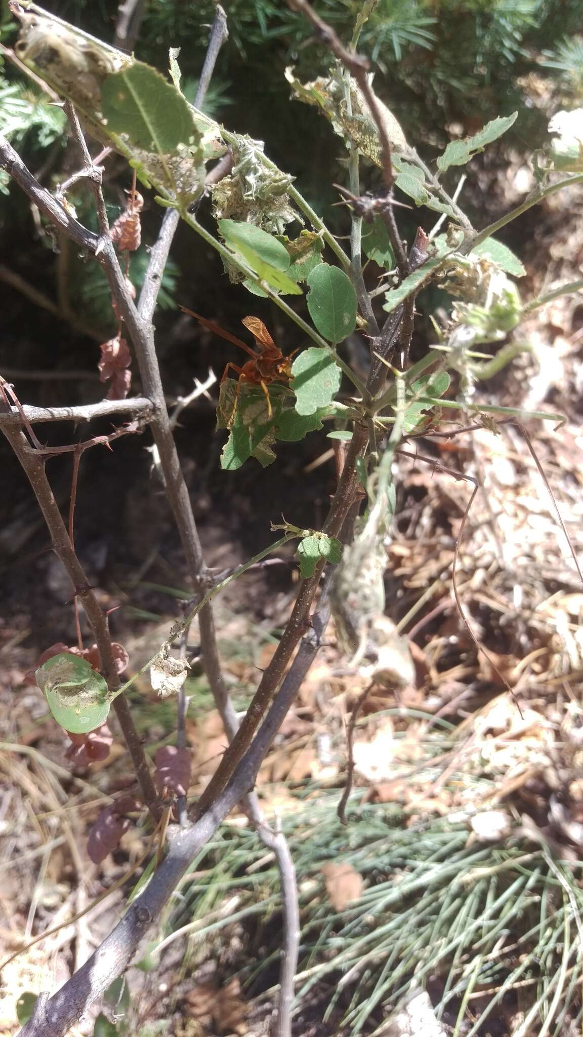 Image of Polistes kaibabensis Hayw. 1932