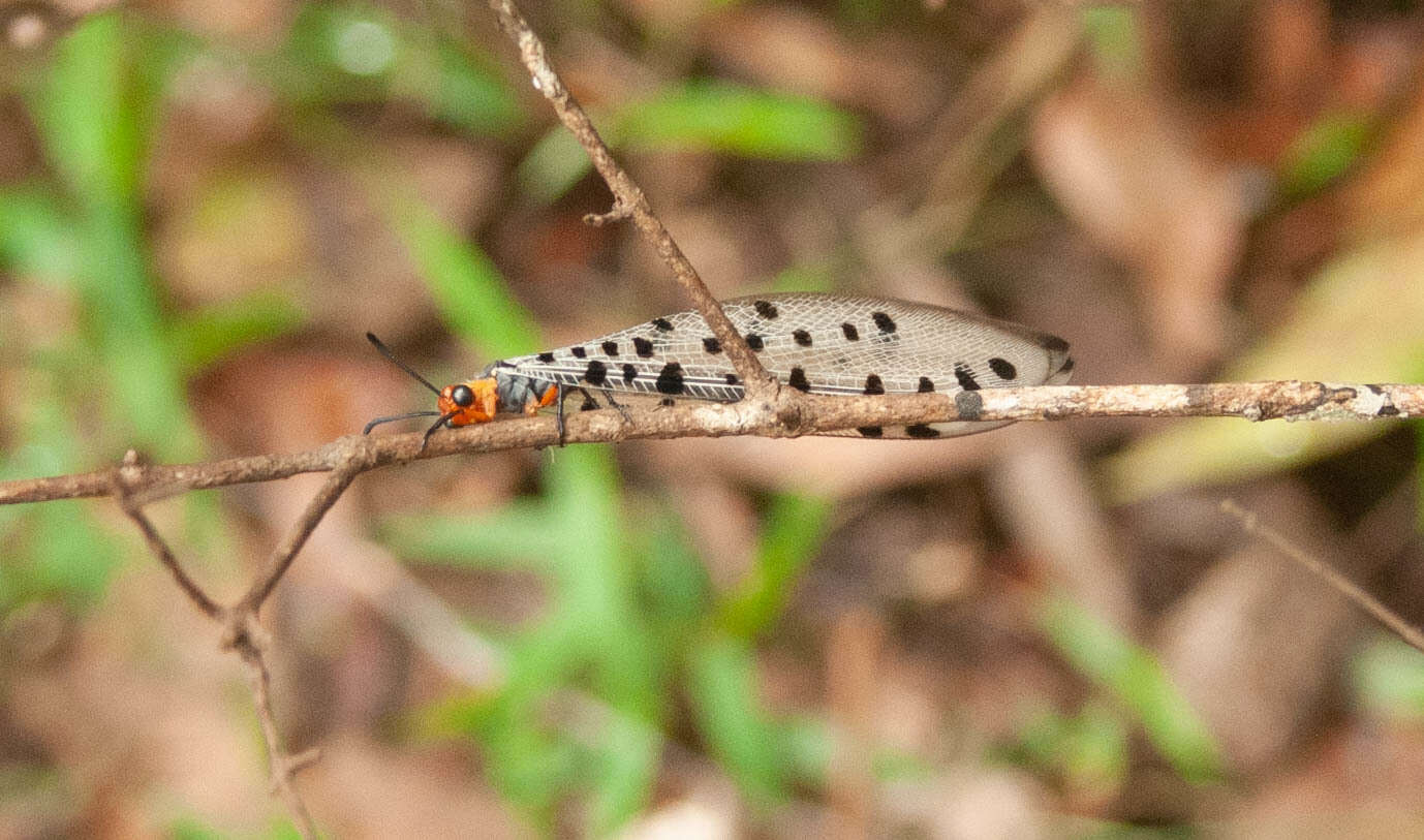 Image of Myrmeleon erythrocephalus Leach 1814