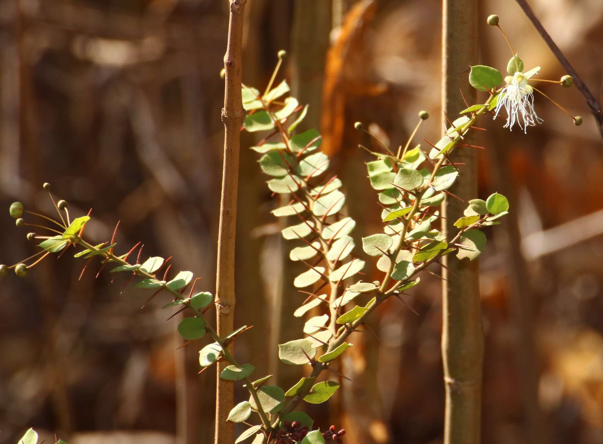 Image of Capparis rotundifolia Rottl.