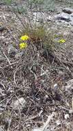 Слика од Erysimum cuspidatum (M. Bieb.) DC.