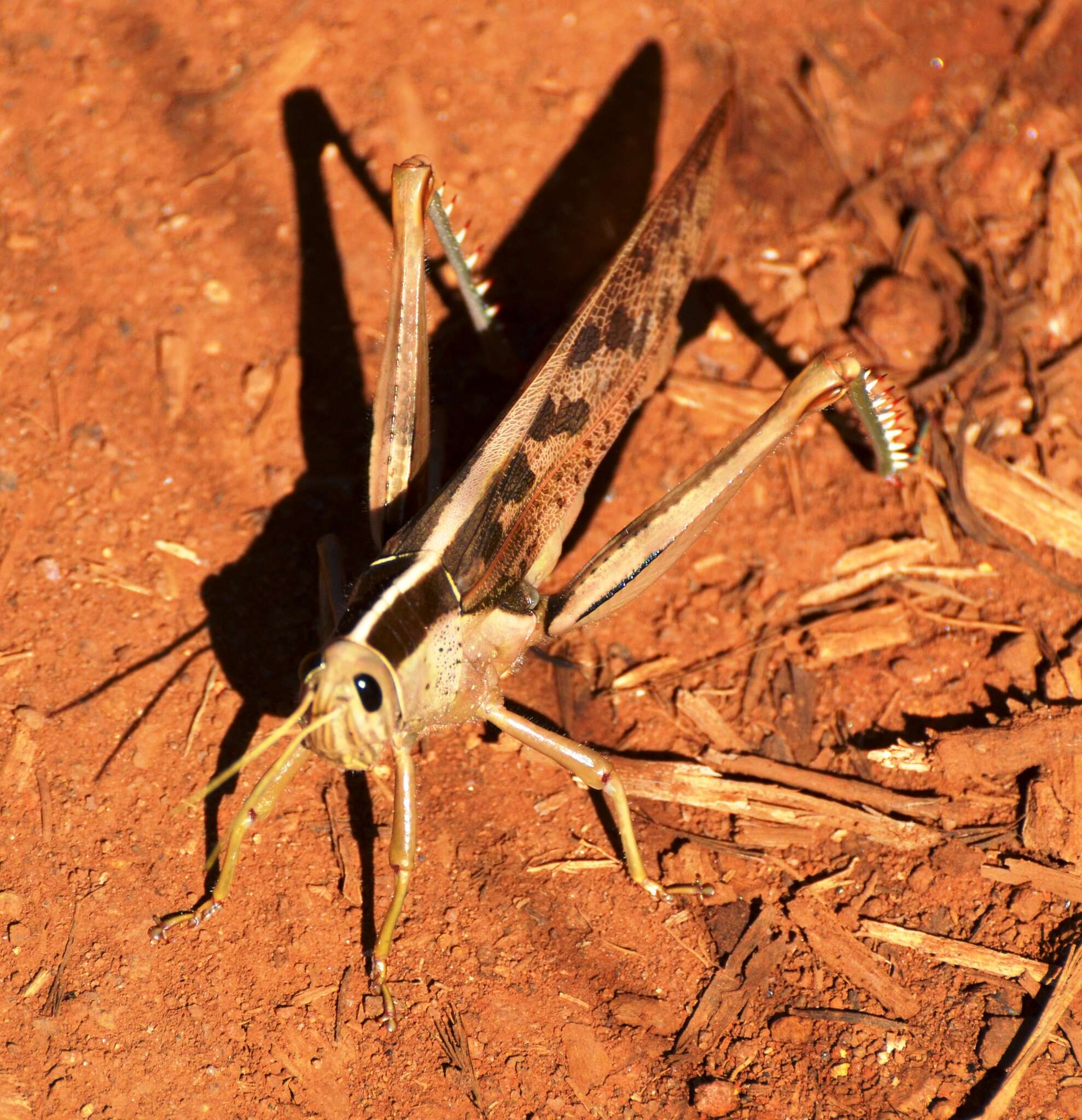 Image of Acanthacris