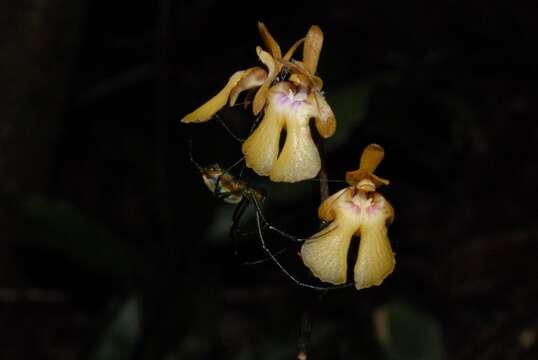 Imagem de Oeceoclades furcata Bosser & Morat