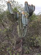 Pilosocereus fulvilanatus (Buining & Brederoo) F. Ritter的圖片