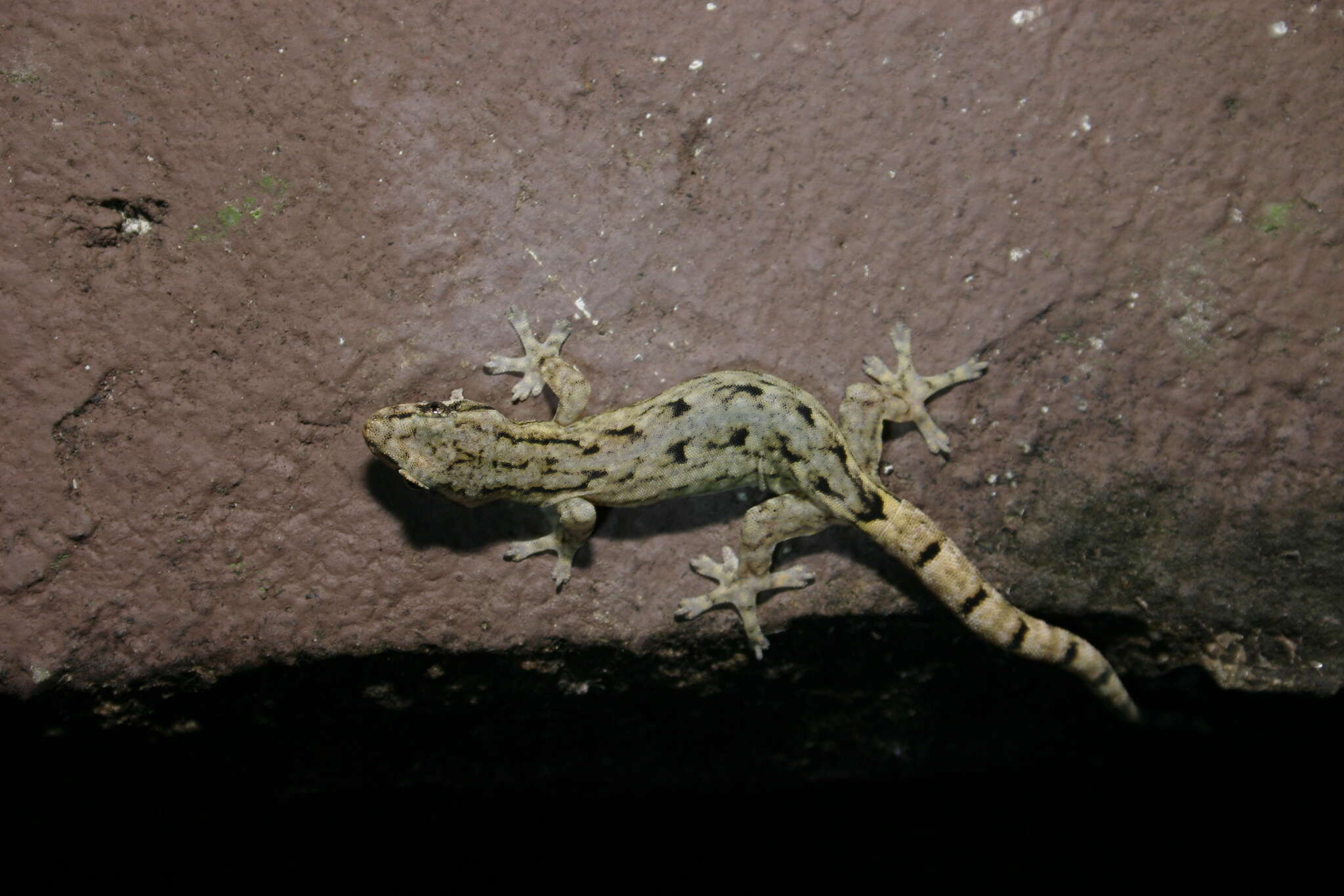 Слика од Hemiphyllodactylus chiangmaiensis Grismer, Wood & Cota 2014