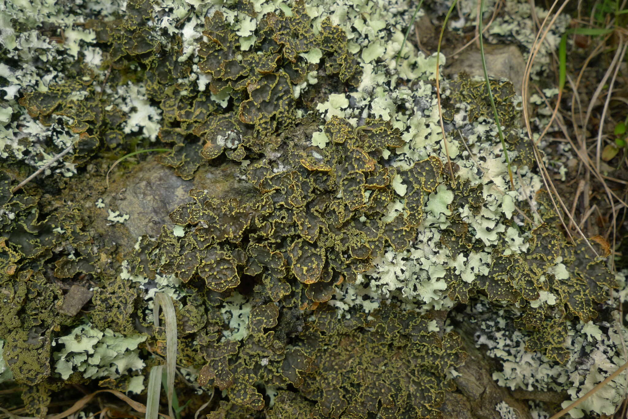 Image of Yellow specklebelly lichen