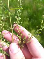 Image of Veronica anagalloides Guss.