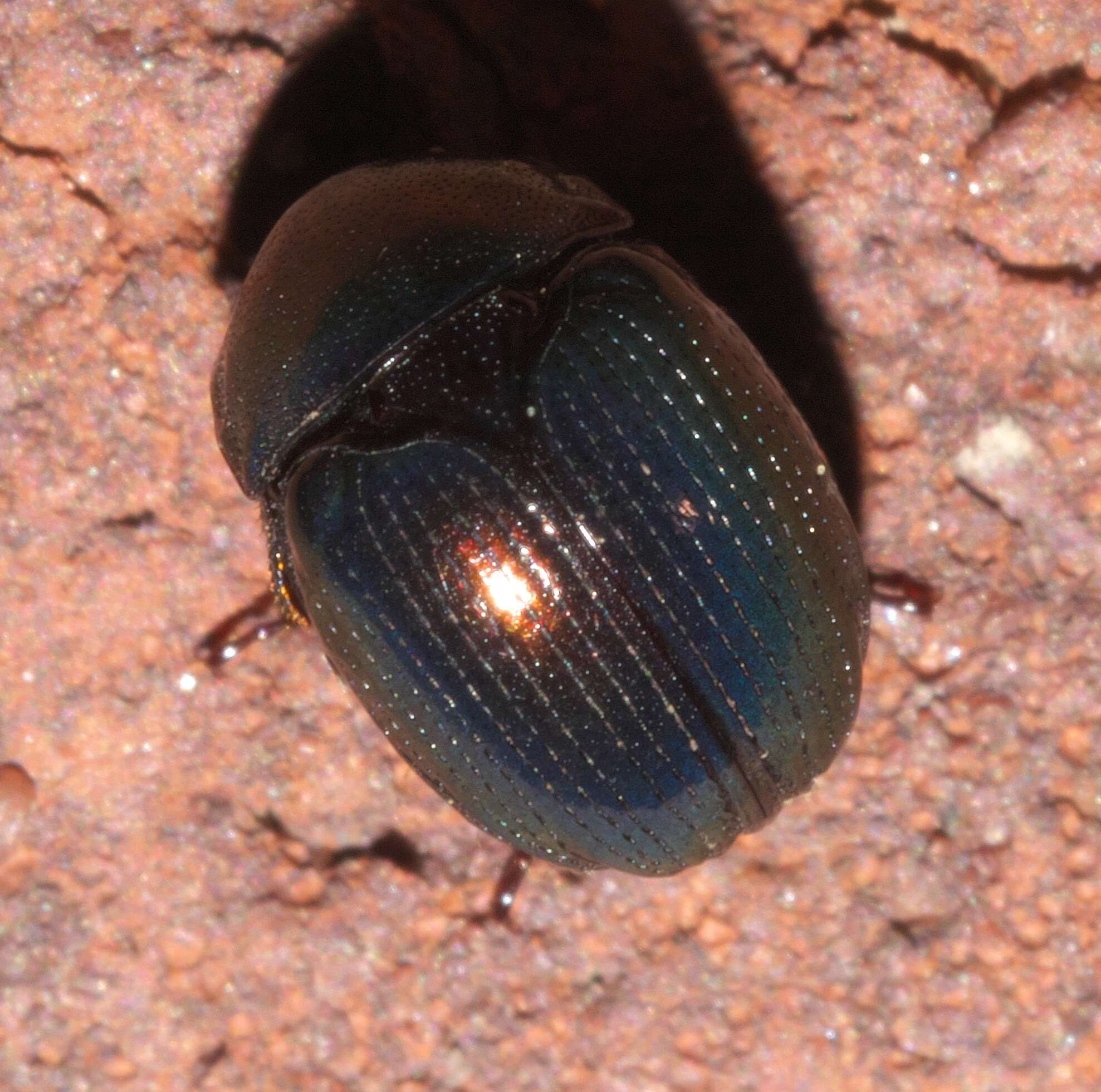 Image of Germarostes aphodioides (Illiger 1800)