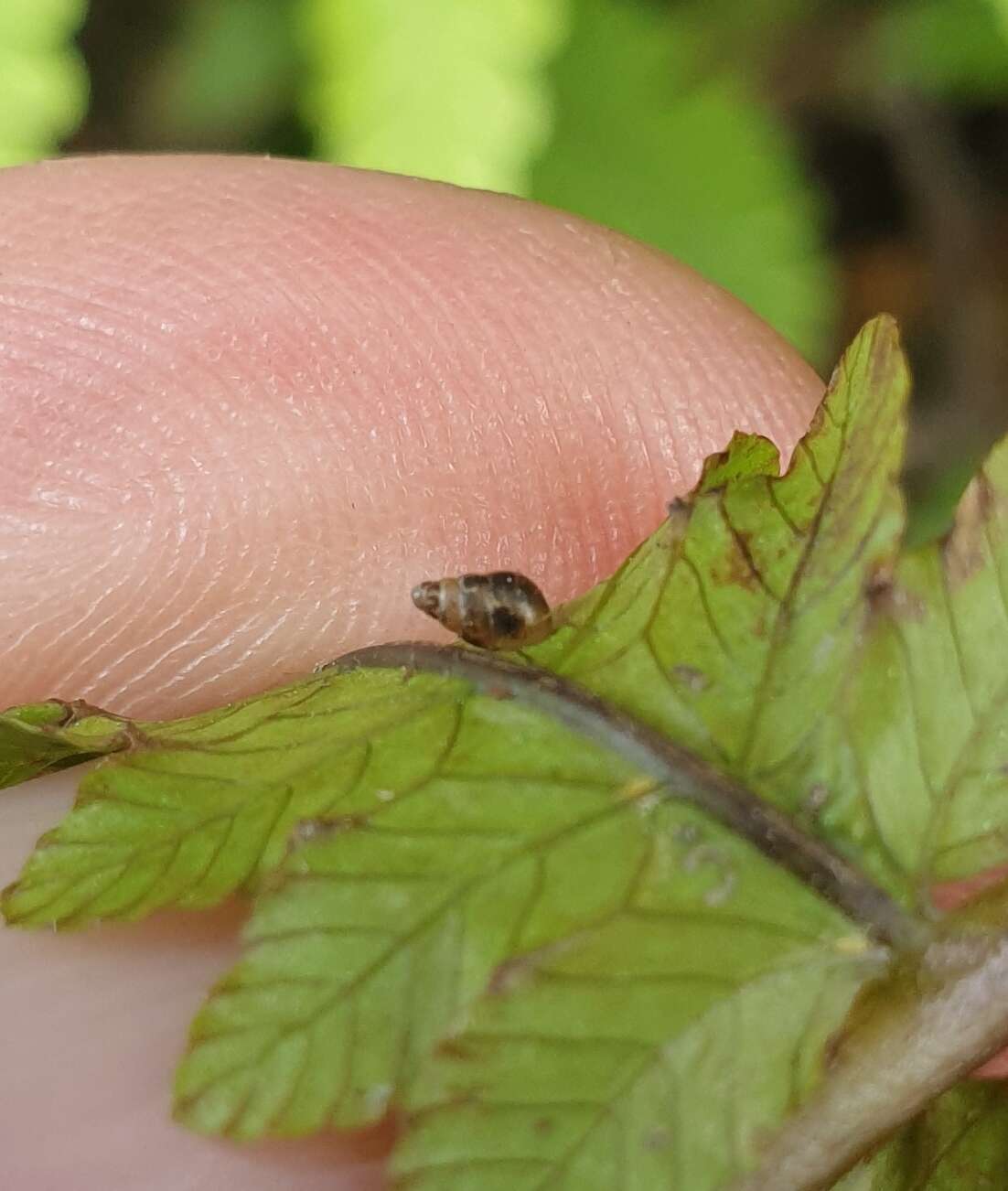 صورة Tornatellides subperforatus (Suter 1909)